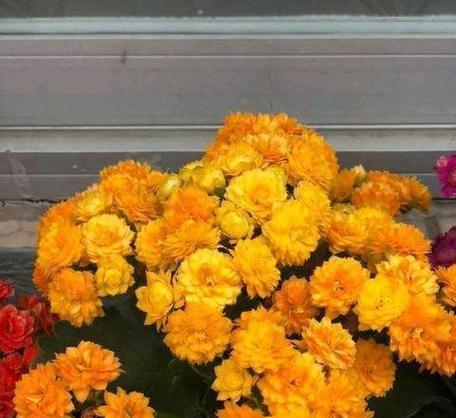 宫灯为何不开花？（探究宫灯不开花的原因及其解决方法）