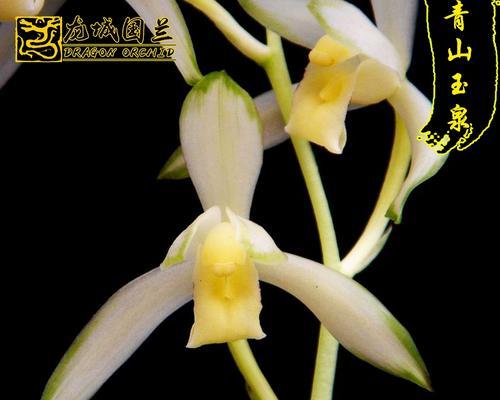 玉兰花的开花时节（春日花开，盛世芳华——探秘玉兰开花时节）