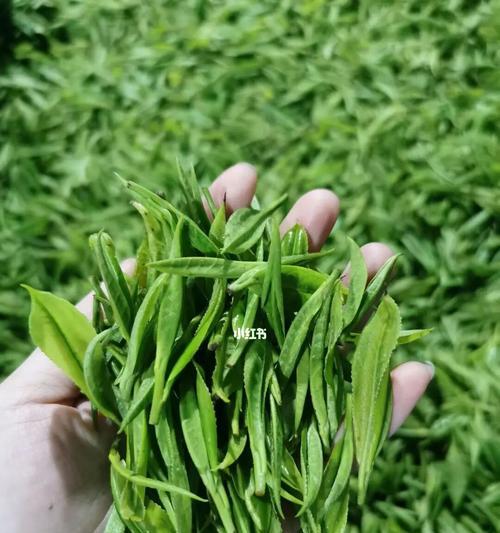 了解黄金茶的茶类功效作用