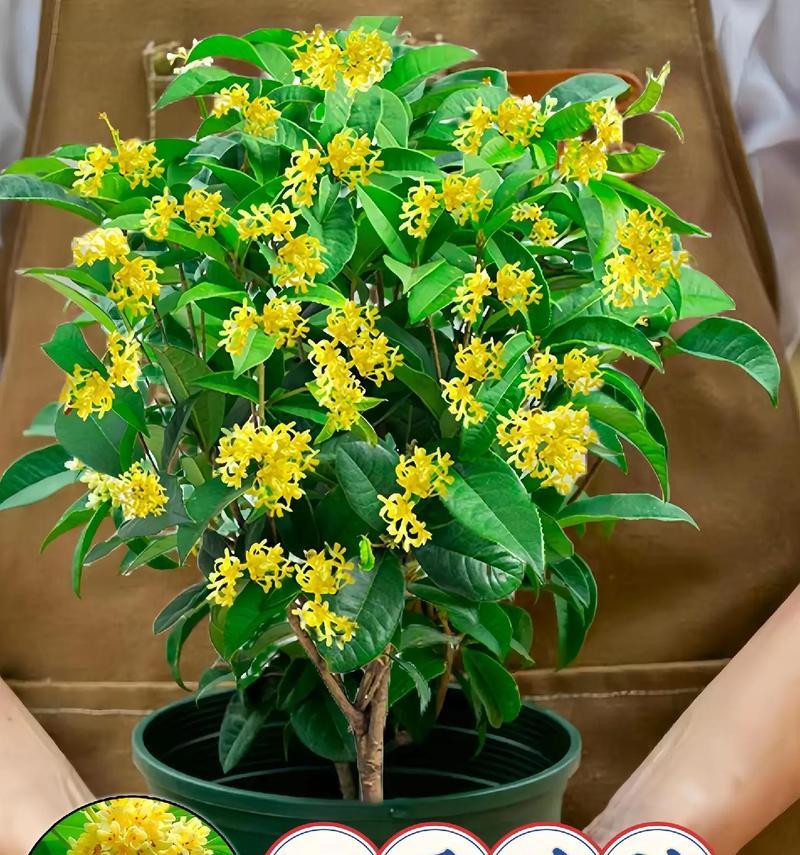 探秘桂花开放季节（桂花开放时间、开花特点及观赏技巧）