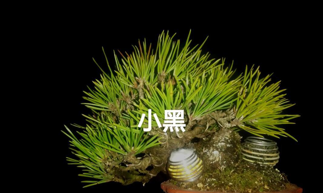 家庭养法（打造美丽生态）