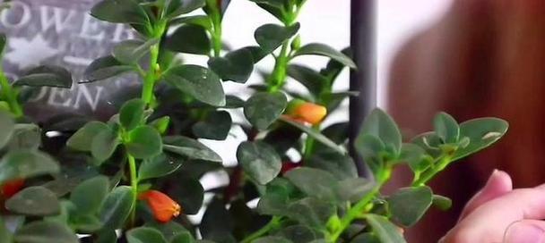 金鱼吊兰的花期及养护（揭秘金鱼吊兰的开花时间和育种技巧）