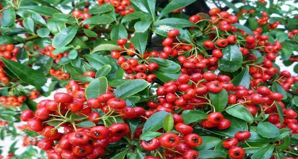 火棘实种植多久能结果？（火棘树成熟期、生长习性与栽培技巧）