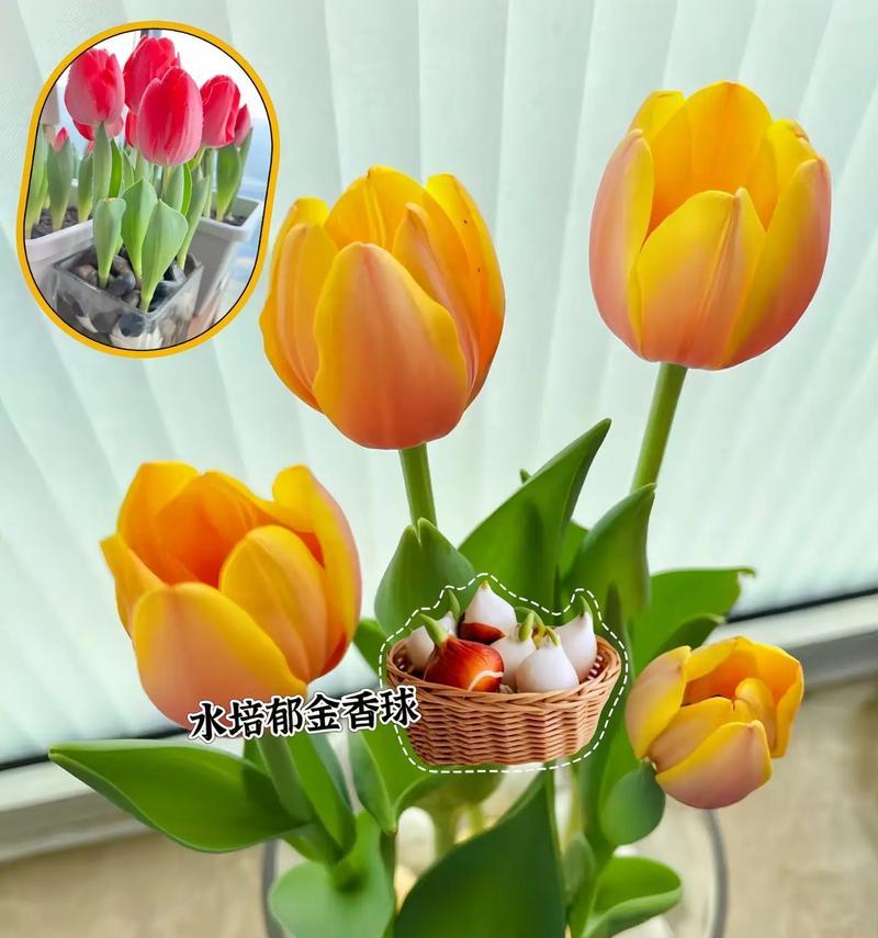 玫瑰水培全攻略（如何让玫瑰在水中生长茁壮）