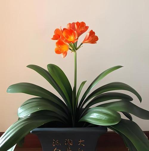 探究君子兰所代表的含义（探究君子兰所代表的含义）