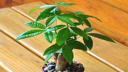 放客厅的发财树风水解析（提升家庭财运，客厅布置讲究）