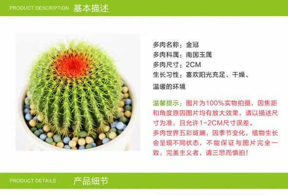 金冠仙人球养护技巧（打造美丽多肉小清新）