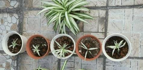 如何正确浇水金边吊兰？（注意事项、时间和方法让您的植物茁壮成长。）