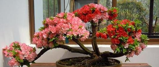 干花杜鹃的养护与开花技巧（打造绚丽多彩的干花杜鹃园——干花杜鹃养护全指南）