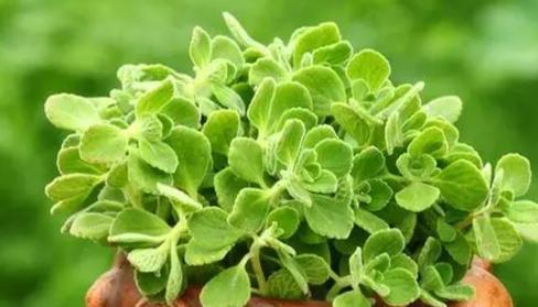 金鸡菊摘心打顶的时间与方法（打造美丽花坛，掌握金鸡菊栽培技巧）
