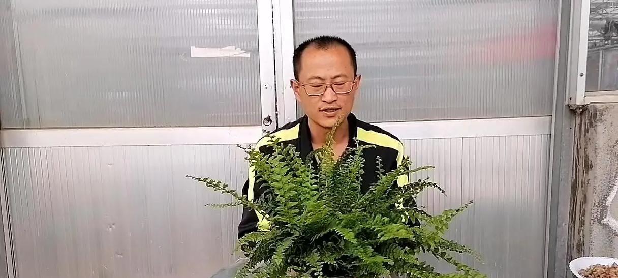 波士顿蕨的风水力量（摆放风水禁忌与寓意）