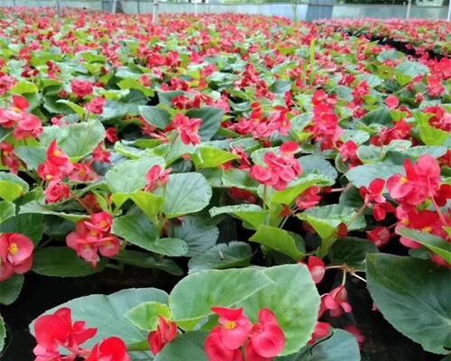 探秘丽格海棠的耐寒性（从适应温度范围到生长习性，解析这一优秀观赏植物的冬季表现）