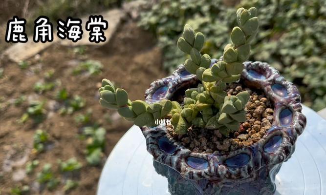 鹿角海棠换盆后多久浇水一次？（如何科学浇水让鹿角海棠茁壮成长。）