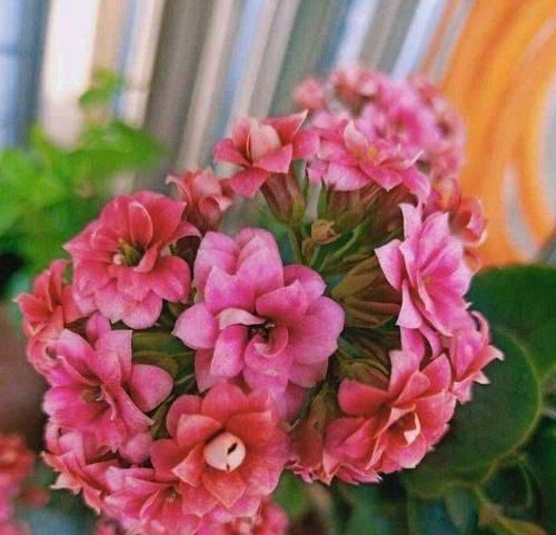 打造旺盛长寿花，从养护到管理全解析（从选择品种到土壤施肥，教你成为长寿花达人）