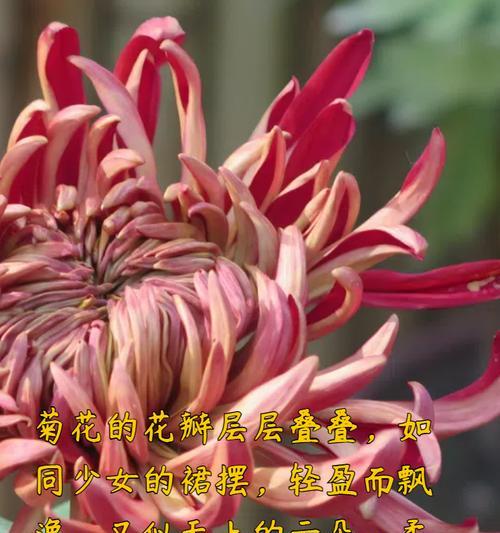 菊花的性质探究（热性还是凉性？——解析菊花的属性特点）