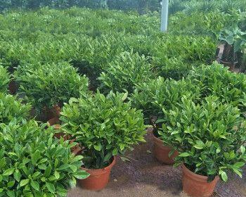 非洲茉莉如何打造优雅的客厅（客厅装饰灵感，让你的家充满生机）