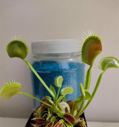 如何正确浇水捕蝇草？（浇水时间和方法，让你的捕蝇草健康成长。）