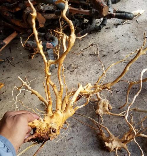 揭秘杜鹃花的神奇根系（形态多样，功能强大，了解根系，让你更懂杜鹃花）