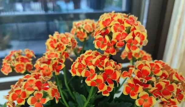 长寿花的特点与栽培方法（品种丰富，花型美丽，易栽培）