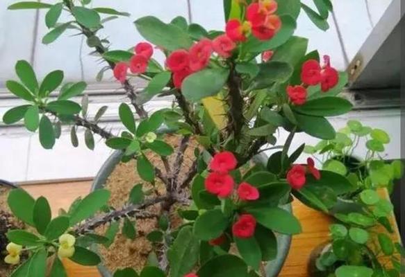 如何避免过敏？——揭秘容易引起过敏的花卉（花痴一族必看！这些花卉可能引发你的过敏）
