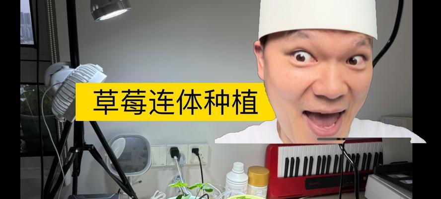 草莓种植间距是多少？（影响草莓种植间距的因素及优化方法）