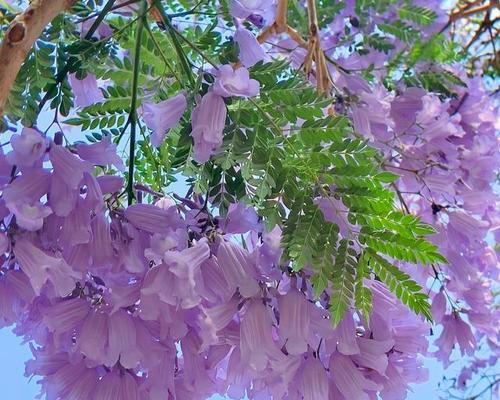 蓝花楹的花语与寓意（探秘蓝花楹的神秘世界）