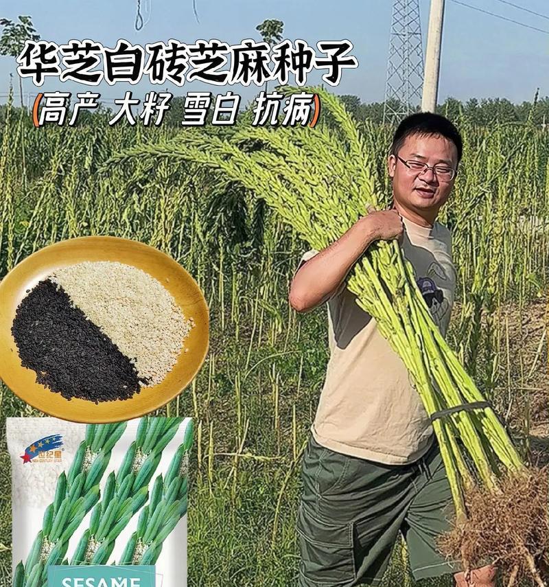 黑芝麻种植技巧详解（时间、方法、注意事项全掌握）