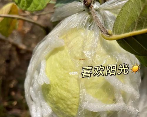 芭乐的适宜生长温度是多少度？（探究芭乐生长的最佳温度范围和适应能力）