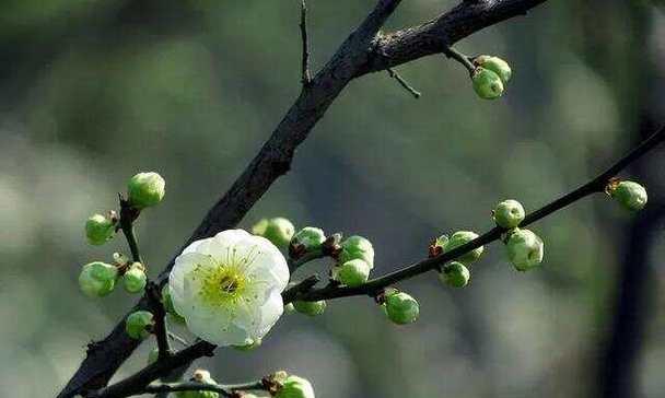 绿梅花开时间及特点：几月份绿梅花开放，绿梅花的特点和开花习惯