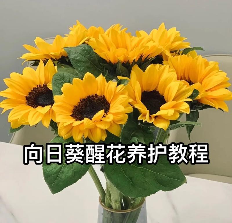 如何醒花火龙珠？火龙珠鲜花醒花方法详解（跟随小编步步为营，让你的鲜花变成火龙珠）