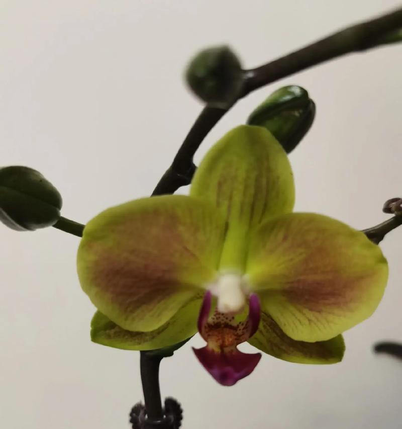 蝴蝶兰怎么快速开花（提高开花率的五大技巧）