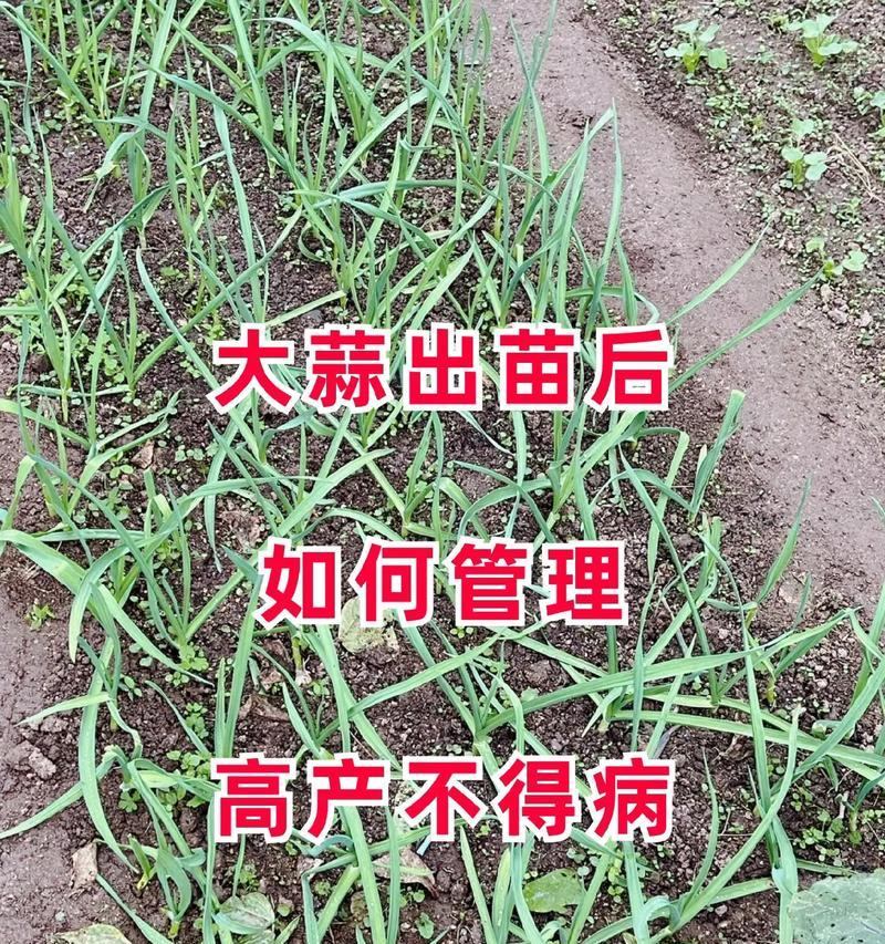 掌握大蒜的最佳种植时间和方法（几月份播种最好？如何培育？一步步教你）