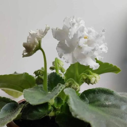 非洲紫罗兰花的护理（从谢花原因到正确处理方法，让你的非洲紫罗兰常青常美）