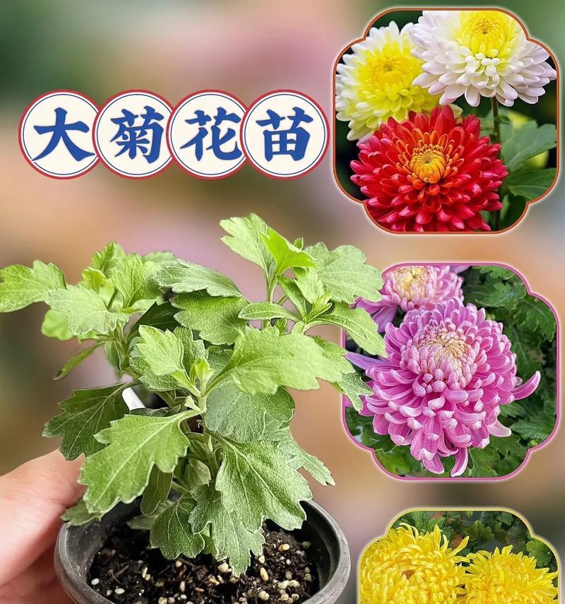 菊花的养殖方法与注意事项（从播种到开花，教你轻松养好菊花）