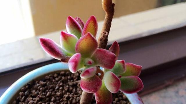 锦晃星多肉的养殖方法（打造繁茂生机的多肉花园）