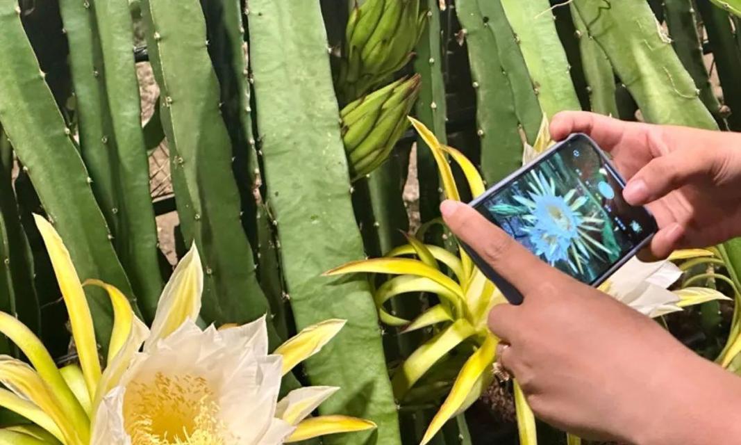 火龙果的开花结果（探秘火龙果开花结果的奥秘）