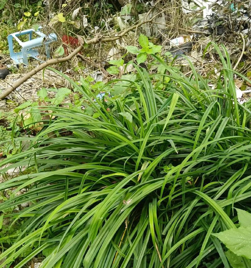 了解黄花菜——这道中式经典菜品的故事（黄花菜的起源和营养价值）