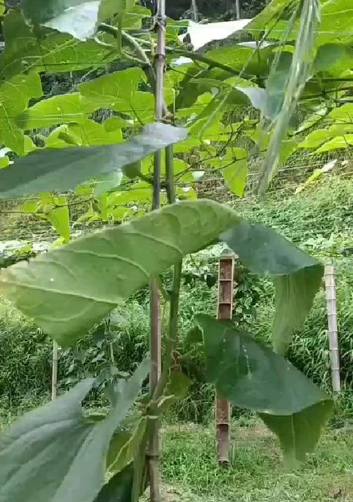 如何避免火龙果裂果（提高果实品质、优化种植环境、细心管理摘果）