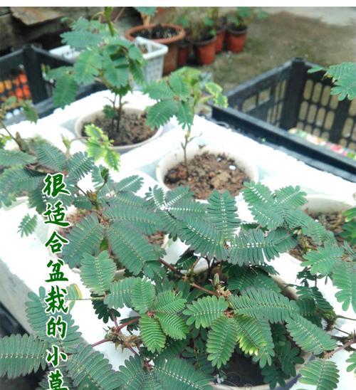 含羞草的种子（种子来源、储存和使用方法详解）