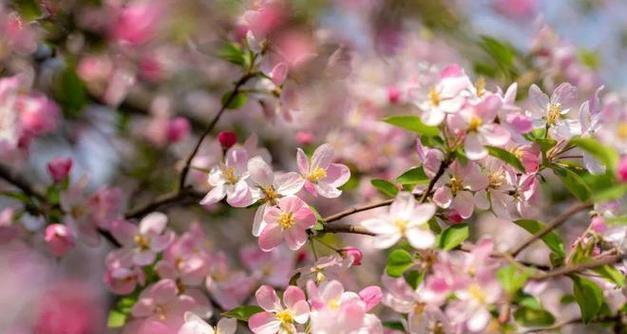 探秘海棠花期（什么时候海棠花最美？）