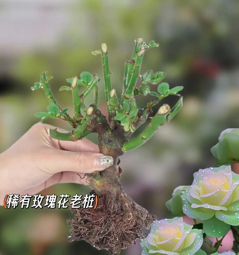 玫瑰花的家庭养护方法（如何让你的玫瑰花茁壮成长）