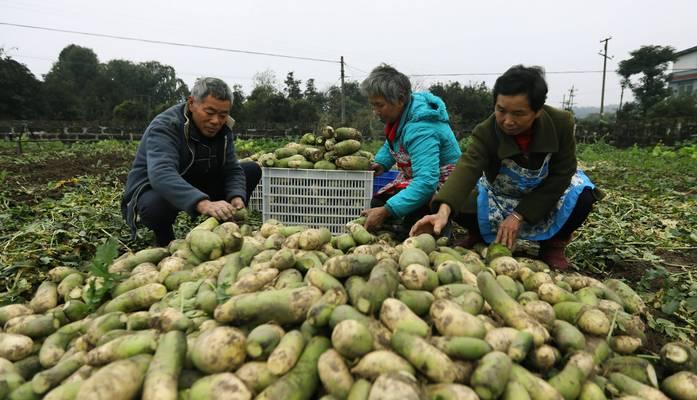 青萝卜种植时间的选择（最佳种植时间、关键因素及注意事项）