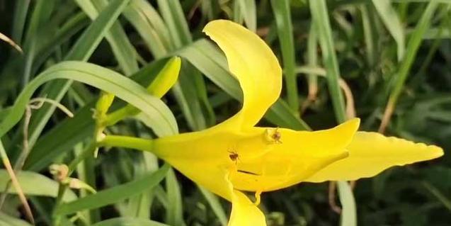 金娃娃萱草开花时间及花期长短详解（盛夏怒放的金娃娃萱草，让你惊艳不已）