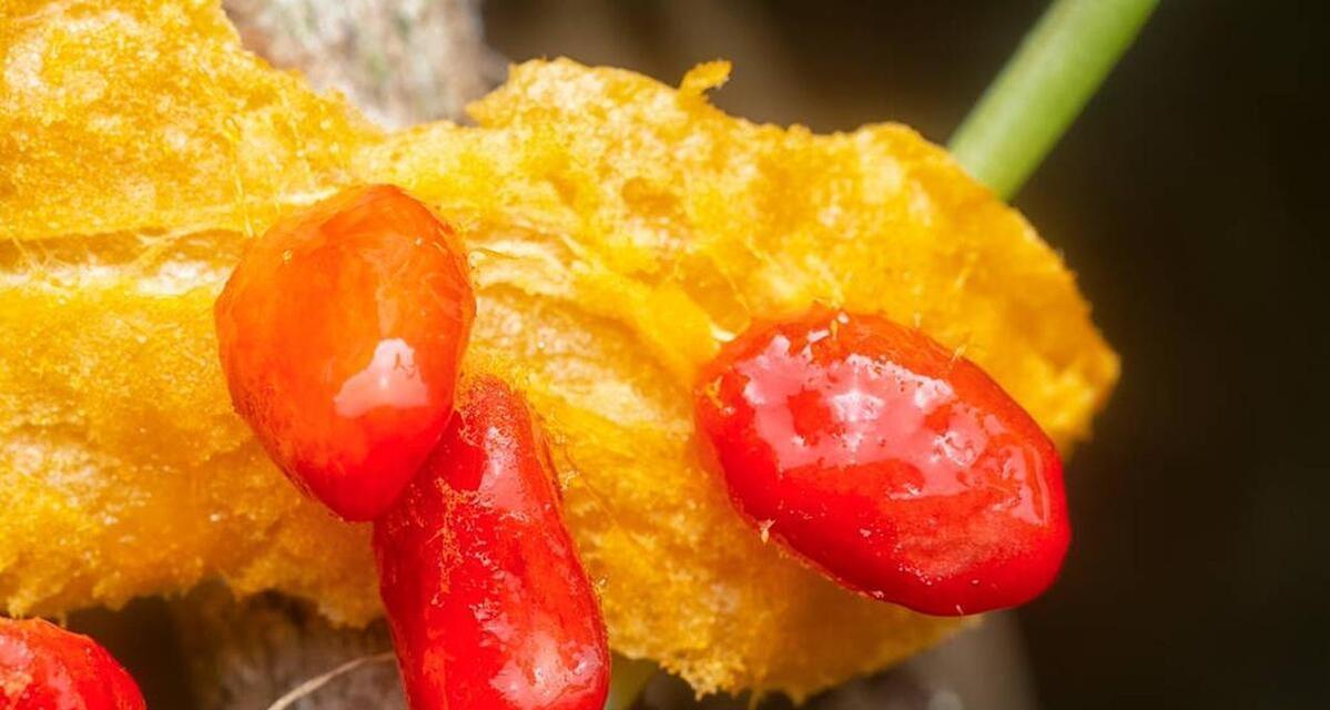 苦瓜种植指南（苦瓜几天发芽出苗育苗方法和种植时间）