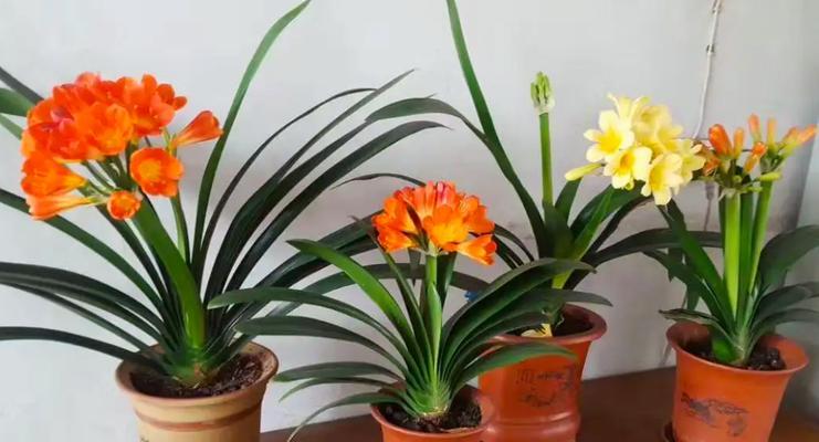 君子兰开花后的养护方法（如何让君子兰长久地保持美丽）