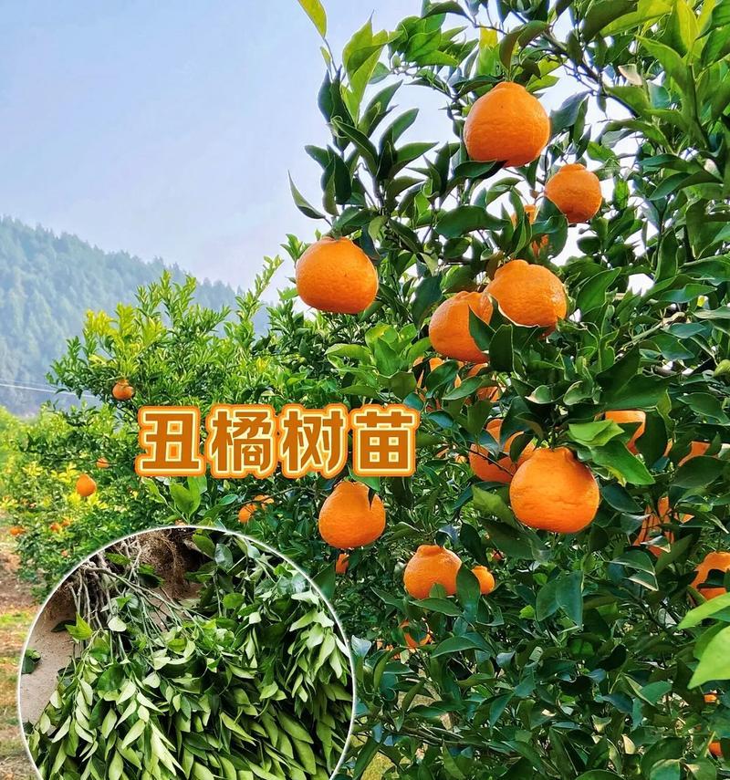 丑桔成熟时机分析（探究丑桔成熟的时间及其影响因素）