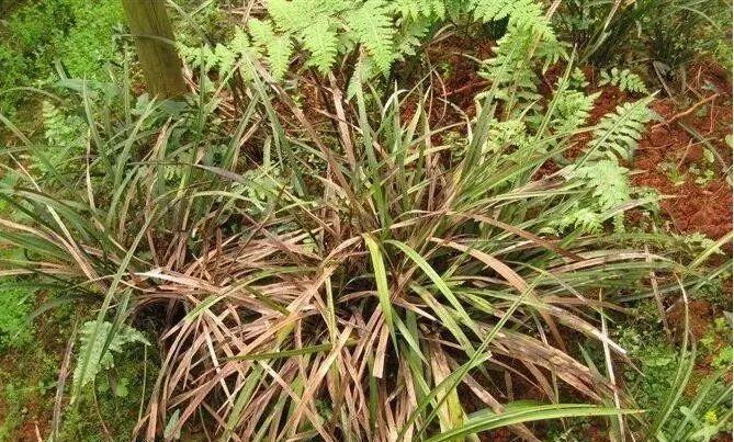 兰花叶子干枯怎么办？（教你如何救活兰花，让其再次开花）