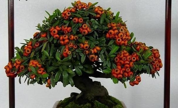 火棘几年结果实种植多久能结果的详细介绍（种植火棘要注意的事项和细节）