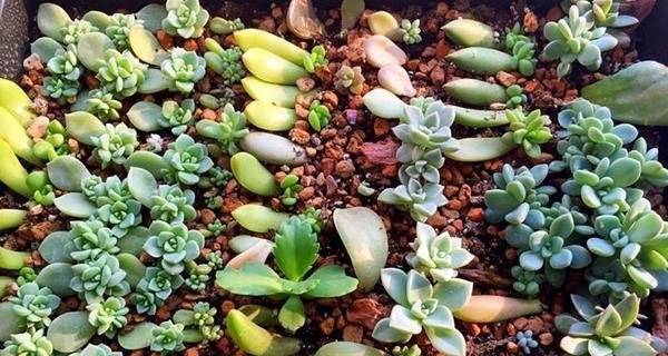 多肉耐寒耐冻，这样做让它们安全过冬（从环境、营养、水分、温度等方面全面掌握，让你的多肉更健康）