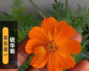 黄秋英如何养长？（从土壤到管理全方位解析。）